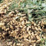 Groundnut production profitable now says plateau farmers