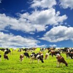 77 stolen cows were discovered by police in plateau