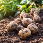 Food Security: FMARD unveils National Potato Strategy in Jos