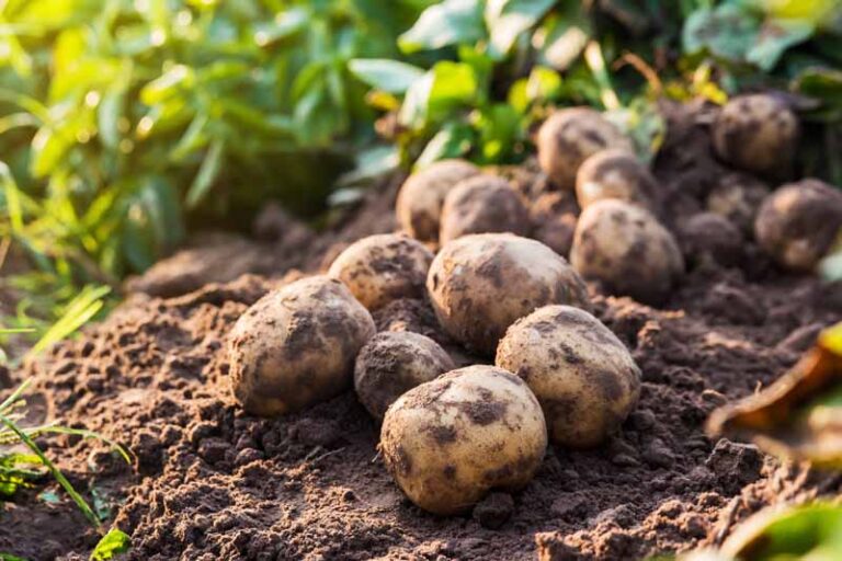 Food Security: FMARD unveils National Potato Strategy in Jos Food Security: FMARD unveils National Potato Strategy in Jos