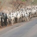 Plateau Massacre: We also lost 350 of our members in 3 months — Fulani groups