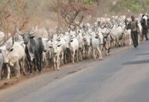Gunmen Kill Herder, 35 Cows In Plateau