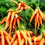 Carrot Business Rises In Plateau, Benefiting Both Farmers, Sellers