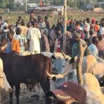 Addressing Relocation Of Bukuru Cattle Market, Necessity For Public Health, Development In Plateau