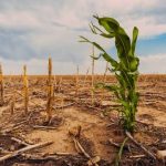 Suspects Destroys Hectare Of Maize, Potato Farms In Plateau Community As Police Declares Manhunt