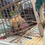 An Epic Search For Loss Hyena Of Jos Wildlife Ends With Successful Captures, Returns