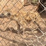 Hyena Escapes Wildlife Park In Jos