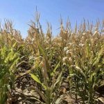 Plateau Communities Unite in Prayer as Drought Threatens Crops
