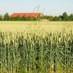FG Supports 9,500 Farmers With Inputs for Dry Season Wheat Farming in Plateau