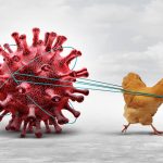 Bird Flu Outbreak Hits Plateau, Katsina States, Farmers Advised on Biosecurity