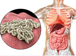 How Intestinal Parasites Spread and Impact Health: Key Transmission Routes and Symptoms