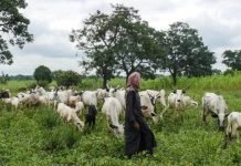 Plateau Herders Raise Alarm Over Alleged Use of Insecticides by Farmers to Harm Cattle