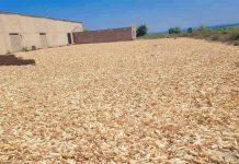 BARC Farms Project Produces Impressive Harvest Under Governor Mutfwang’s Youth Empowerment Scheme