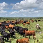 “Plateau Should Ban Open Grazing, Embrace Ranching” — Group