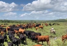 “Plateau Should Ban Open Grazing, Embrace Ranching” — Group