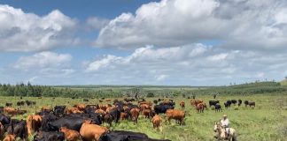 “Plateau Should Ban Open Grazing, Embrace Ranching” — Group