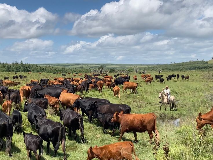 Open grazing